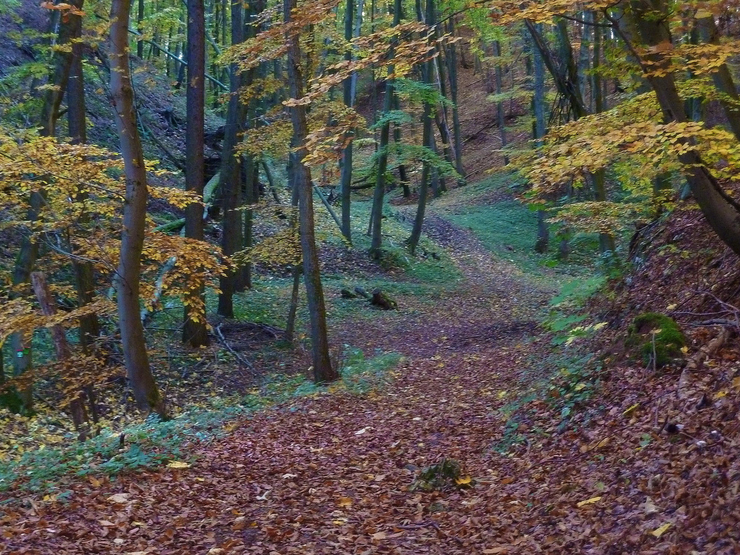 Ein Wanderweg zur "Queste"