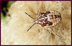 Ein Wanzenkind im flauschigen Bett