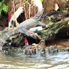 Ein Waran in den Wasserstrassen von Bangkok