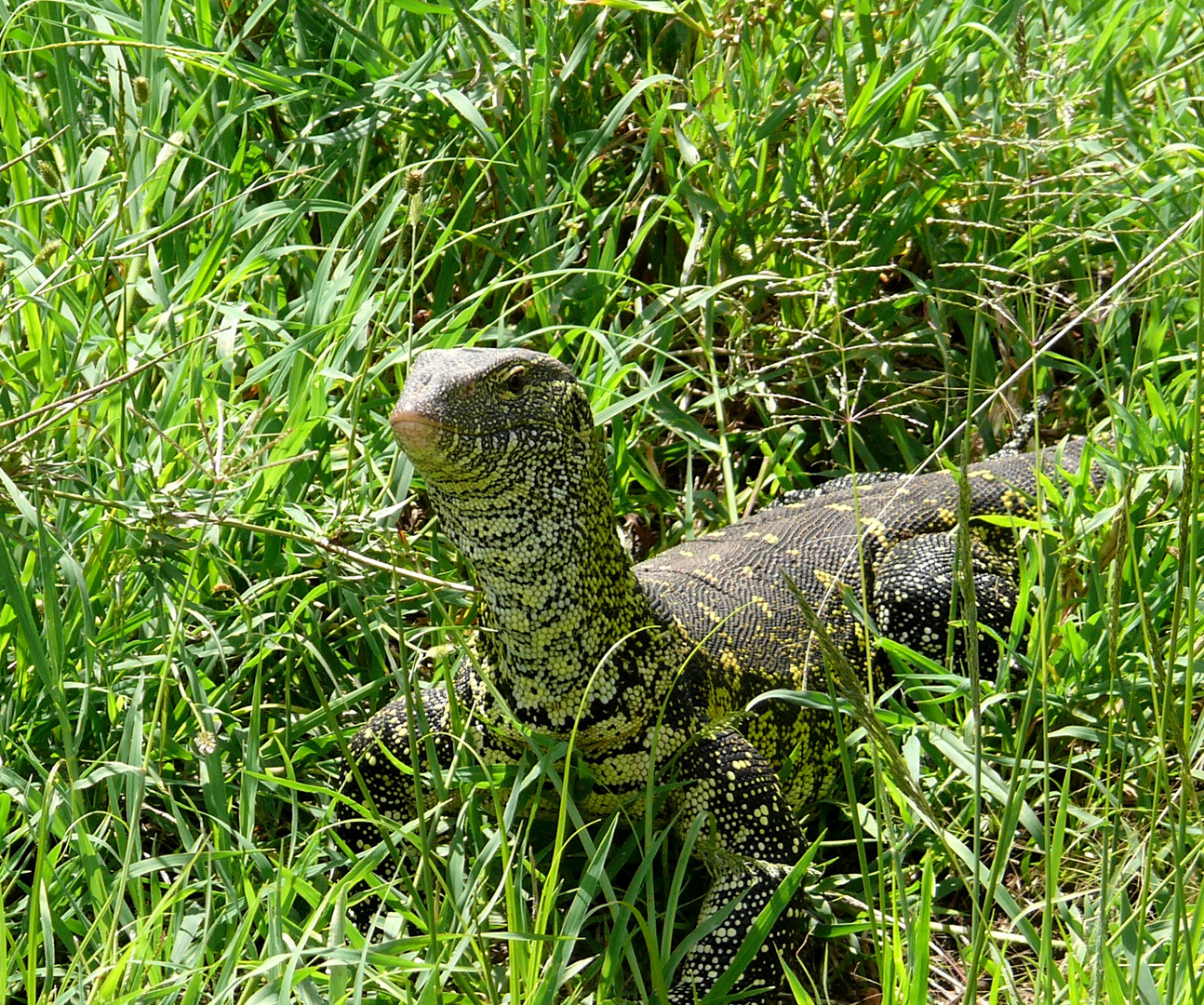 ein Waran in der super grünen Serengeti