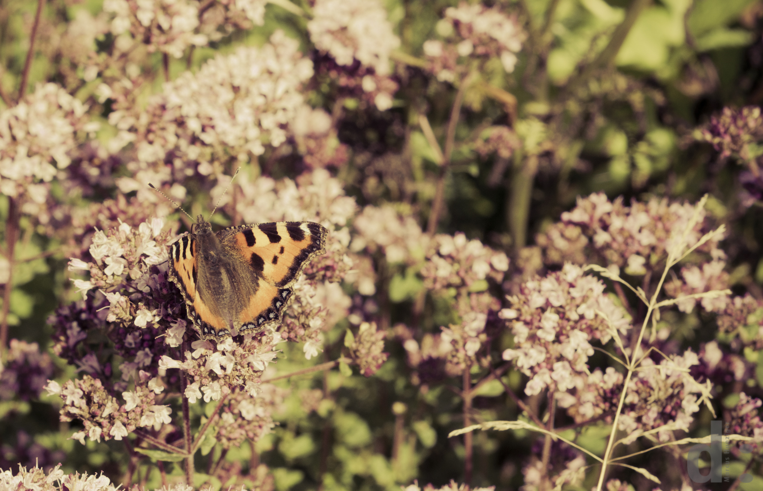 ein warmer, weicher Sommertag auf einer Blumenwiese...