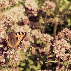 ein warmer, weicher Sommertag auf einer Blumenwiese...