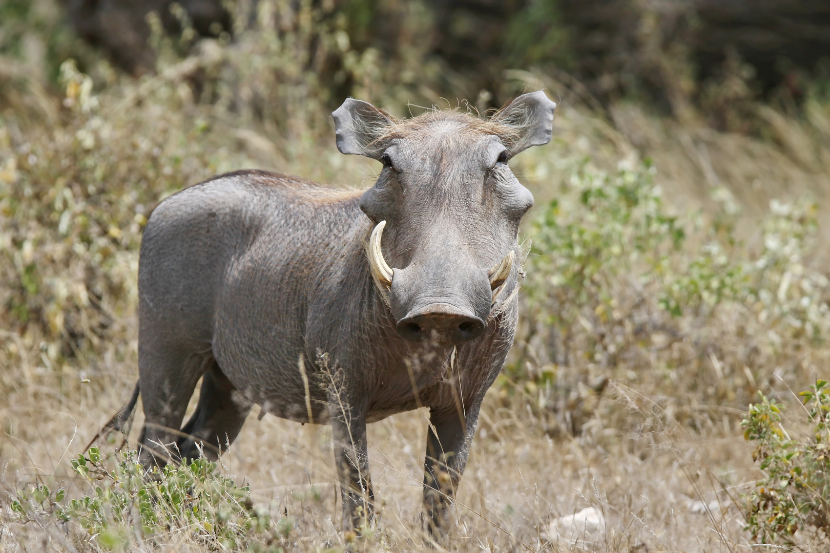 ein Warzenschwein Foto &amp; Bild | natur, paarhufer, tiere Bilder auf ...