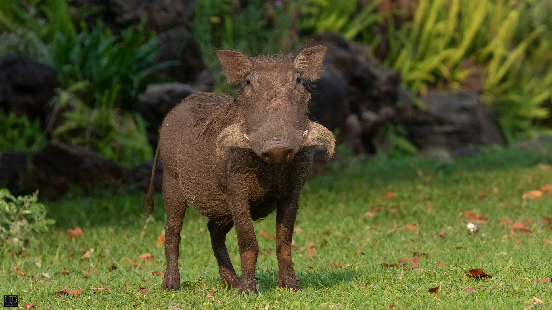 Ein Warzenschwein (Phacochoerus africanus) - warthog