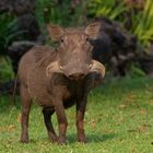 Ein Warzenschwein (Phacochoerus africanus) - warthog