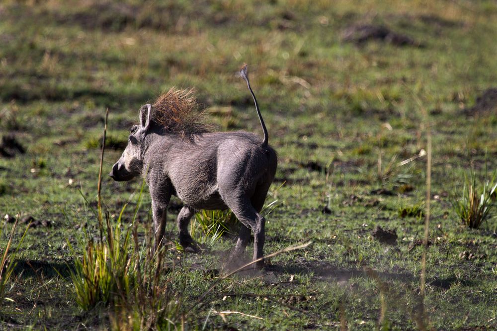 Ein Warzenschwein sucht im Mamili Nationalpark das Weite