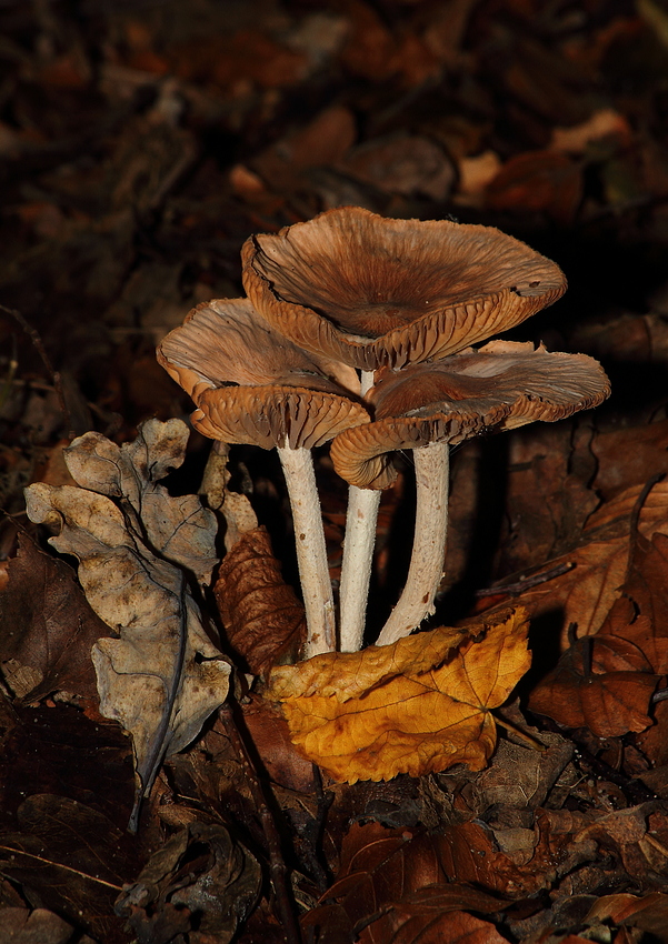 Ein was weiß "Ich"-Pilz