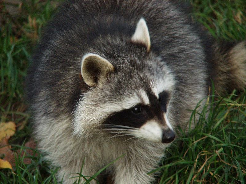 Ein Waschbär...