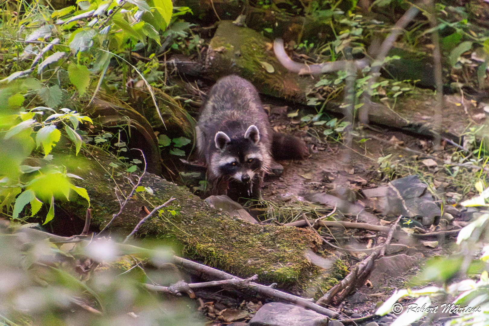 Ein Waschbär am Deilbach