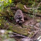 Ein Waschbär am Deilbach