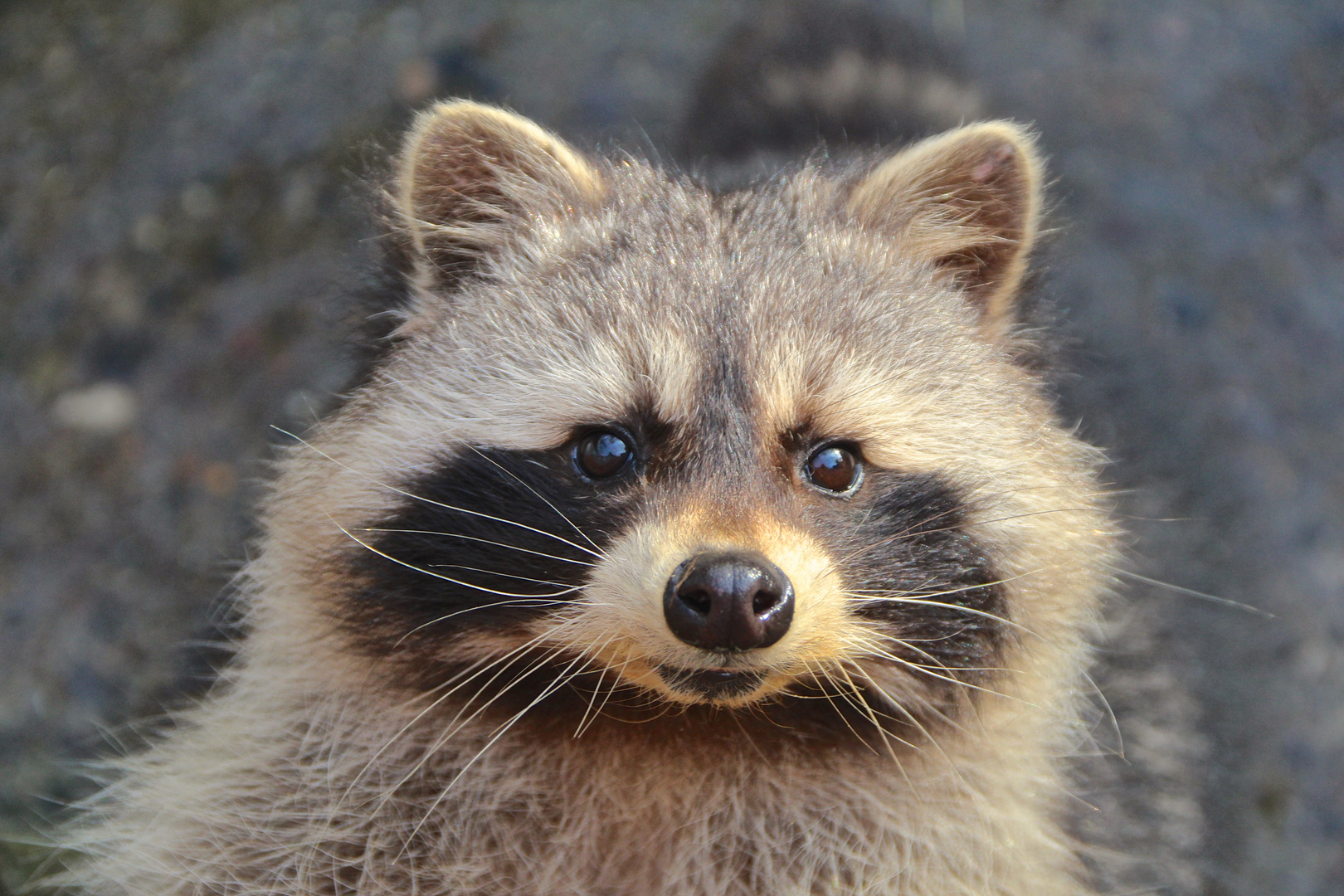 Ein Waschbär