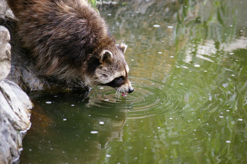 ein Waschbär beim trinken....