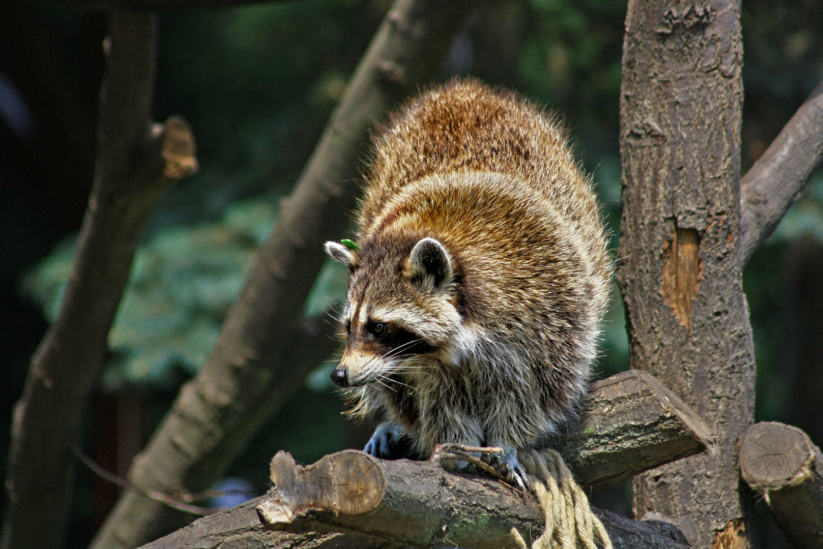 ein waschbär