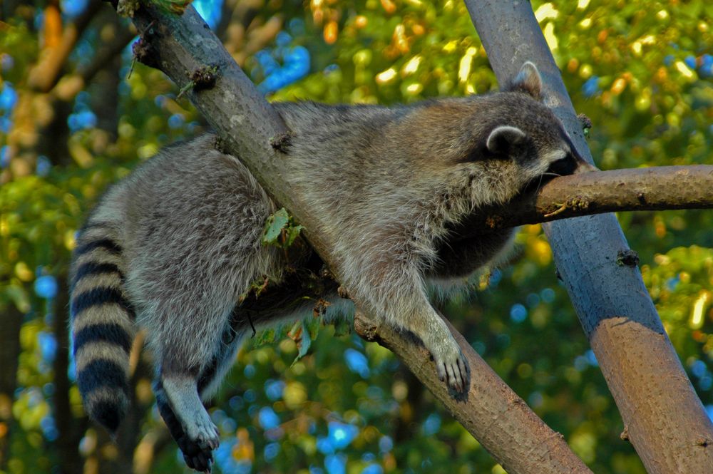 Ein Waschbär hängt ab