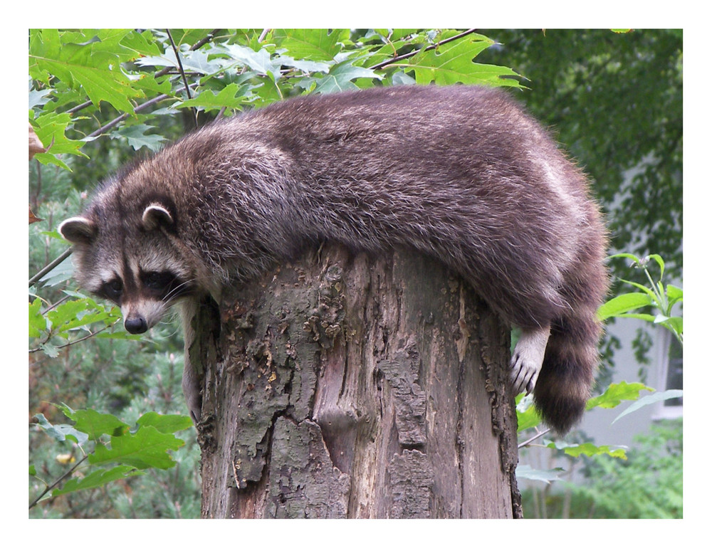 Ein Waschbär hängt ab