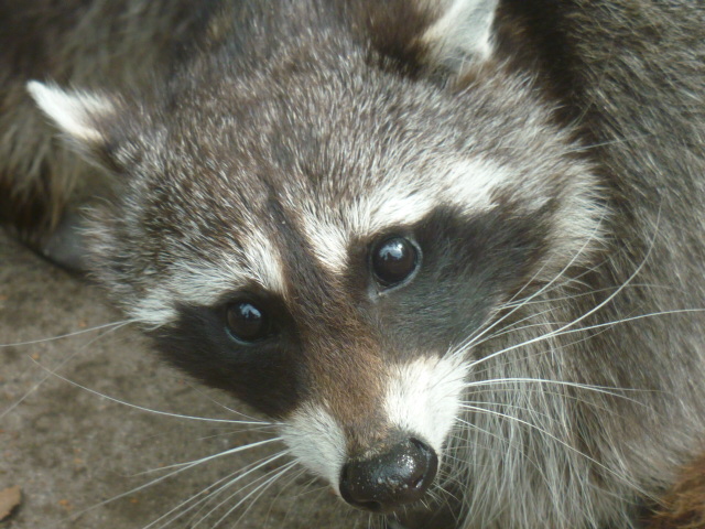 Ein Waschbär im Filmtierpark