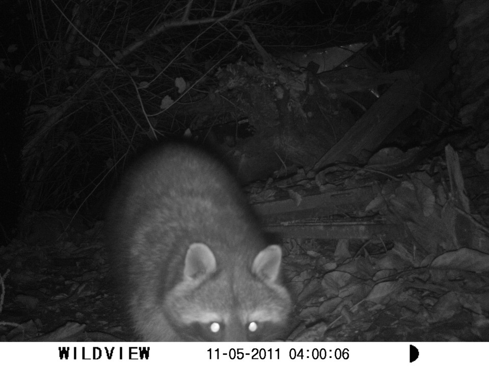 Ein Waschbär im Garten