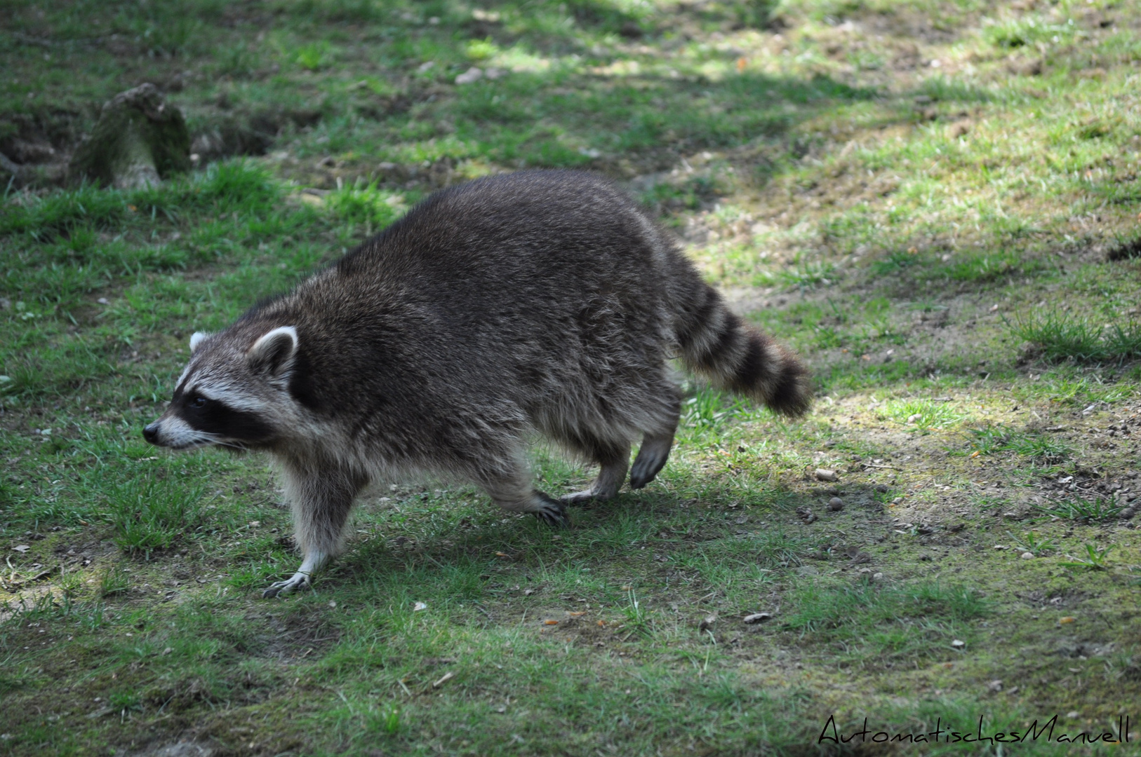 Ein Waschbär schleicht sich an