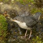 Ein Wasseramsel-Kind