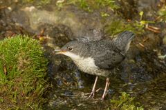 Ein Wasseramsel-Kind