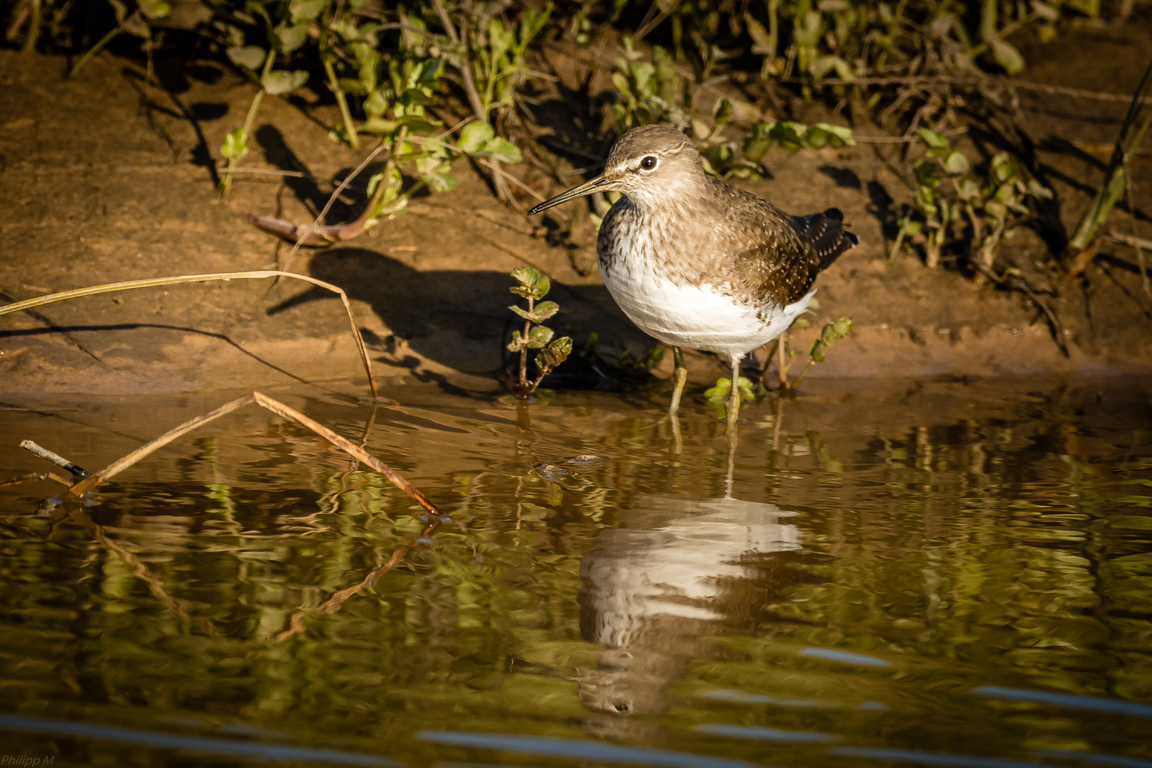 Ein Wasserbad für den Wasserläufer…