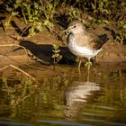 Ein Wasserbad für den Wasserläufer…