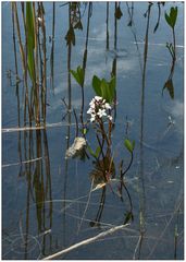 Ein Wasserblümchen namens Fieberklee.