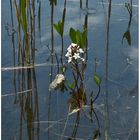 Ein Wasserblümchen namens Fieberklee.