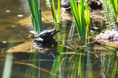 Ein Wasserfrosch