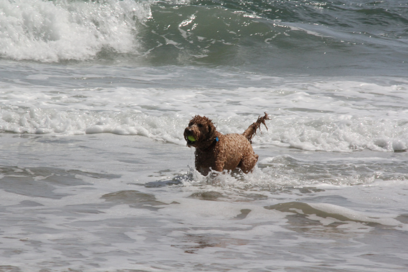 Ein Wasserhund