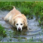 Ein Wasserhund !