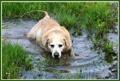 Ein Wasserhund !