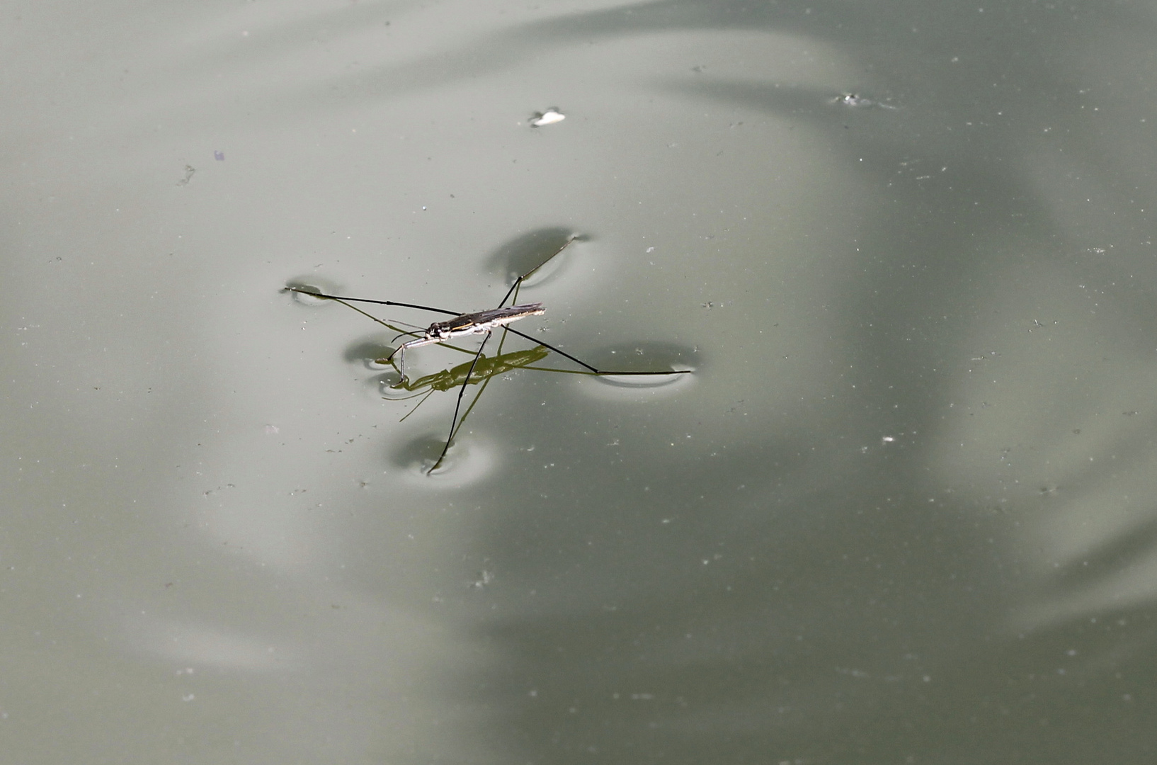 Ein Wasserläufer