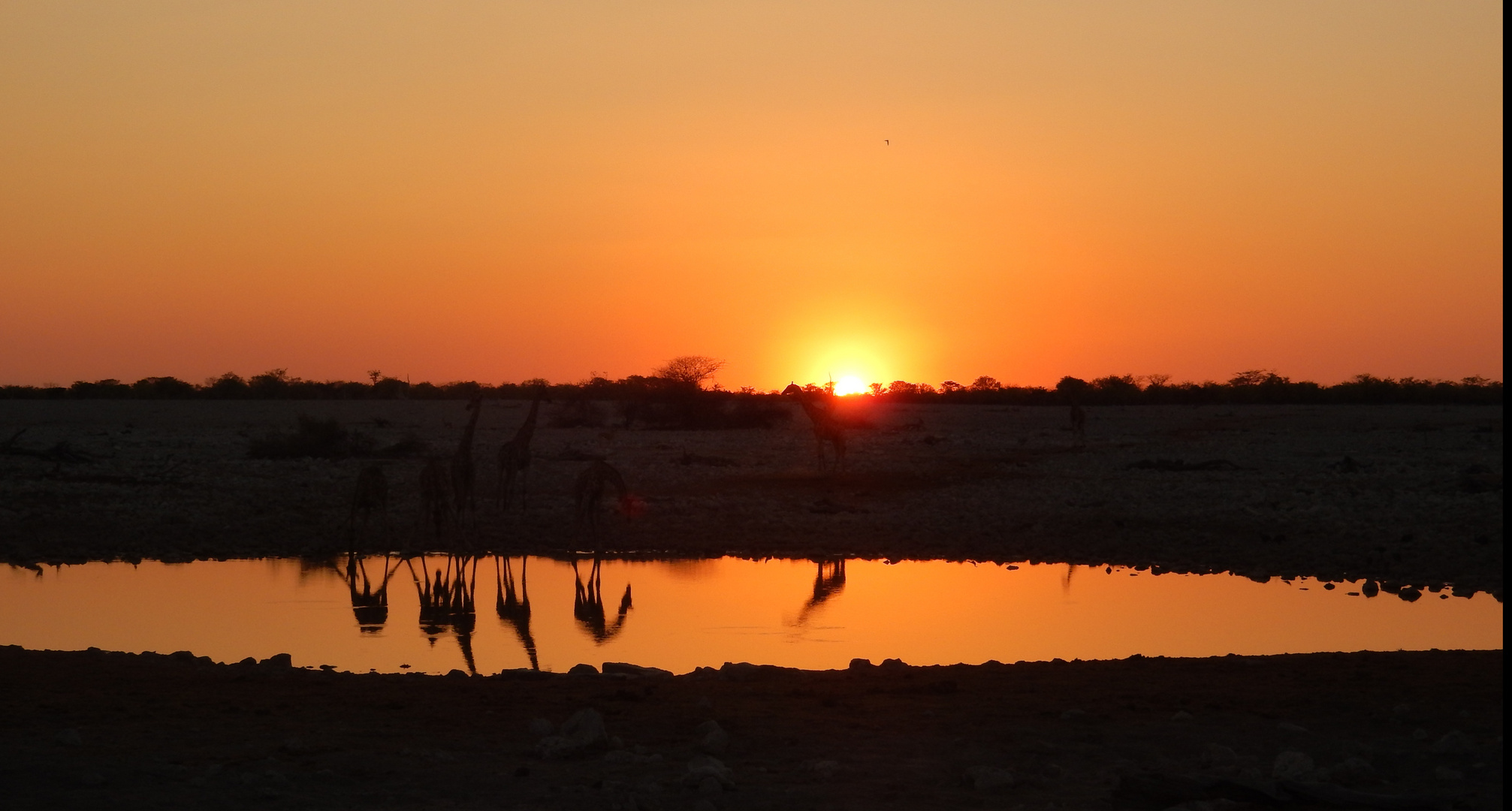 ein Wasserloch im Etosha Nationalpark