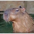 Ein Wasserschwein