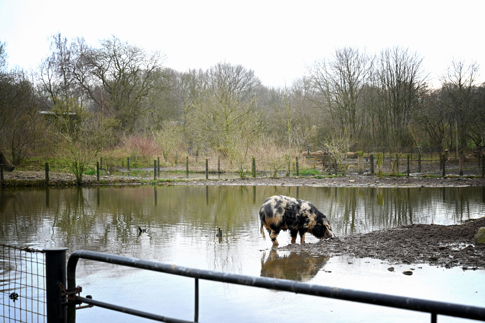 ein "Wasserschwein"