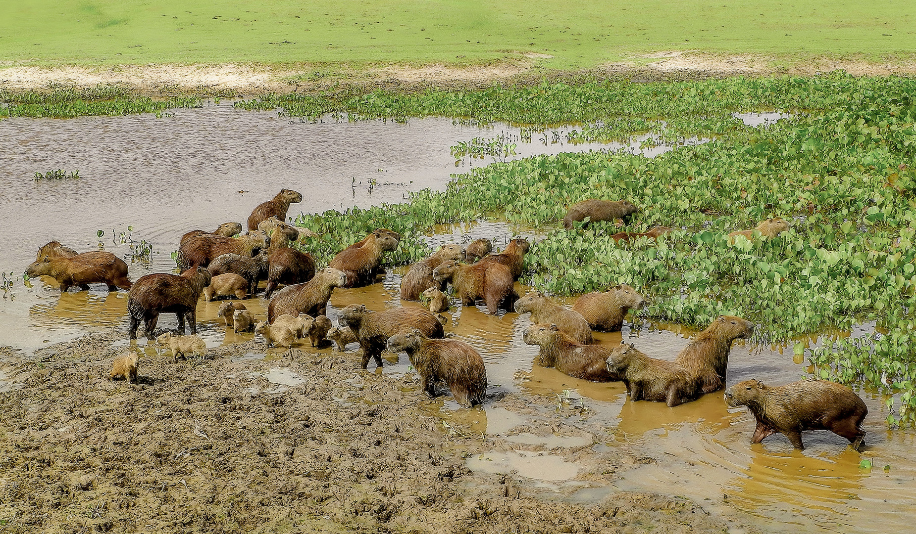 Ein Wasserschwein...