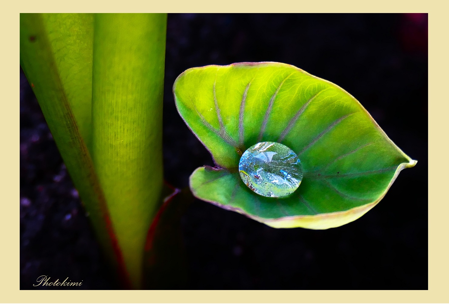 Ein Wassertropf auf dem Taro-Blatt