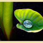 Ein Wassertropf auf dem Taro-Blatt