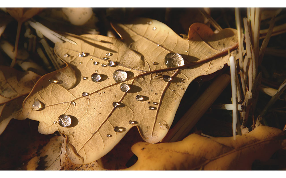 Ein Wassertropfen auf dem Blatt, was ist das schon