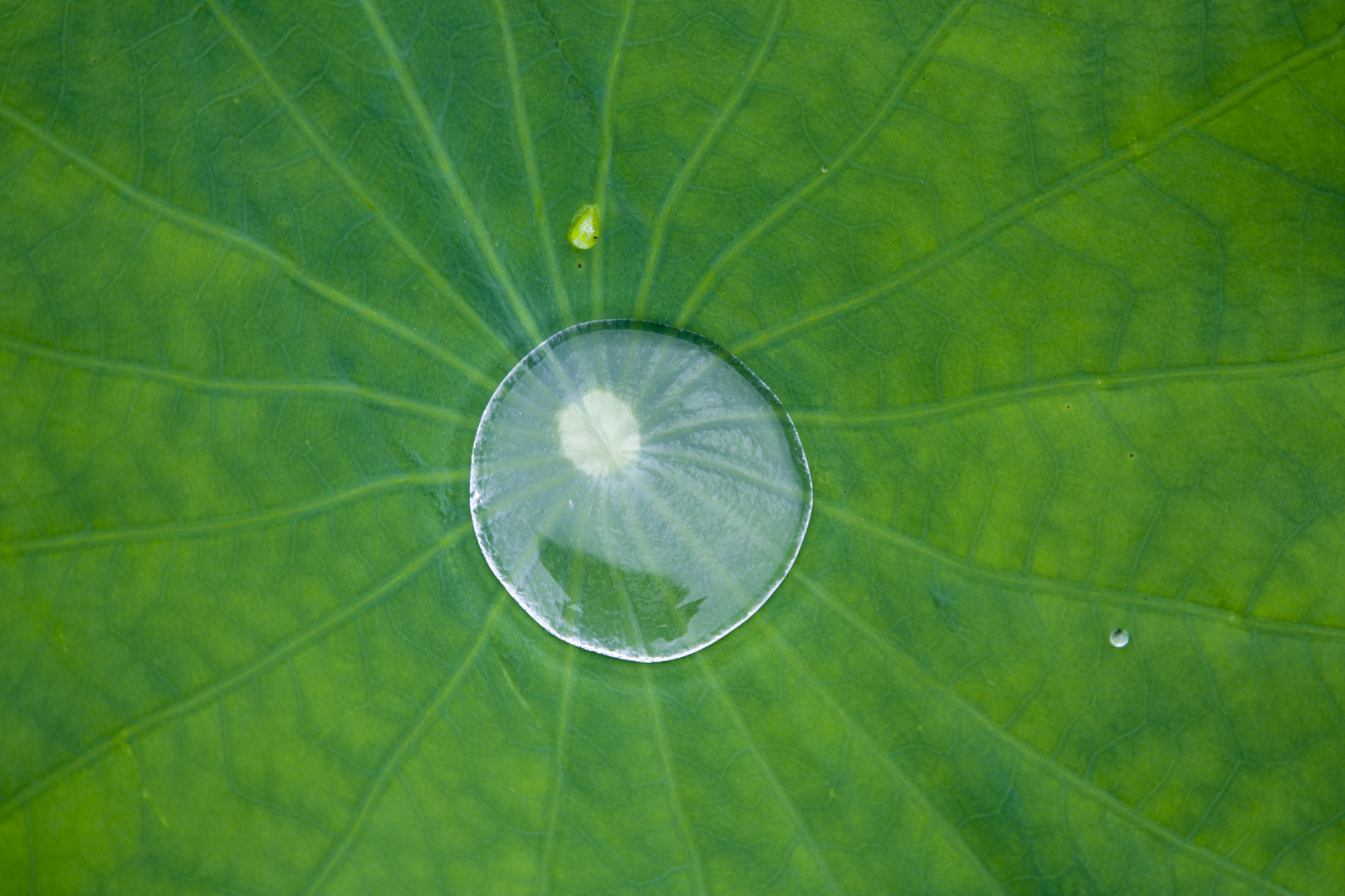 Ein Wassertropfen auf dem Lotusblatt