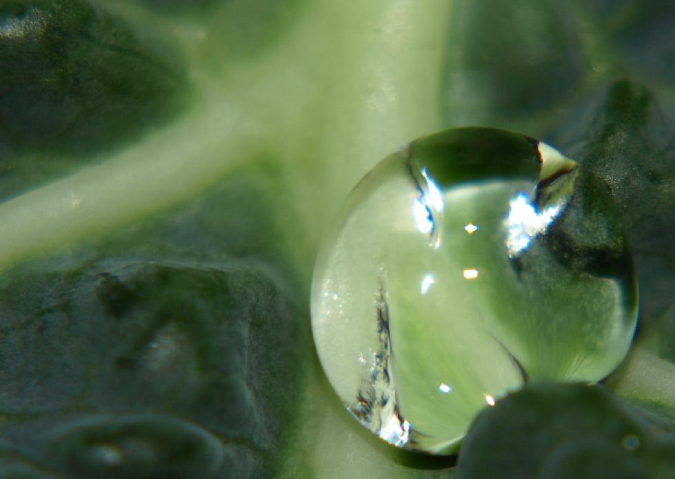 ein Wassertropfen auf dem Salatblatt - beim Kochen fotografieren :-)