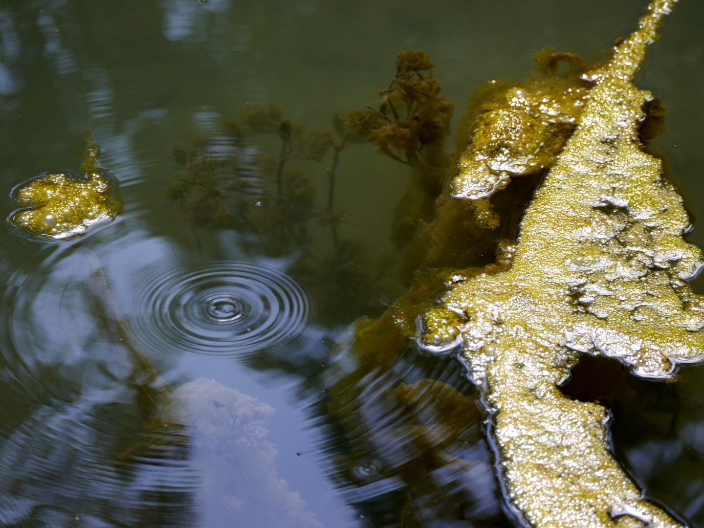 Ein Wassertropfen und Algen