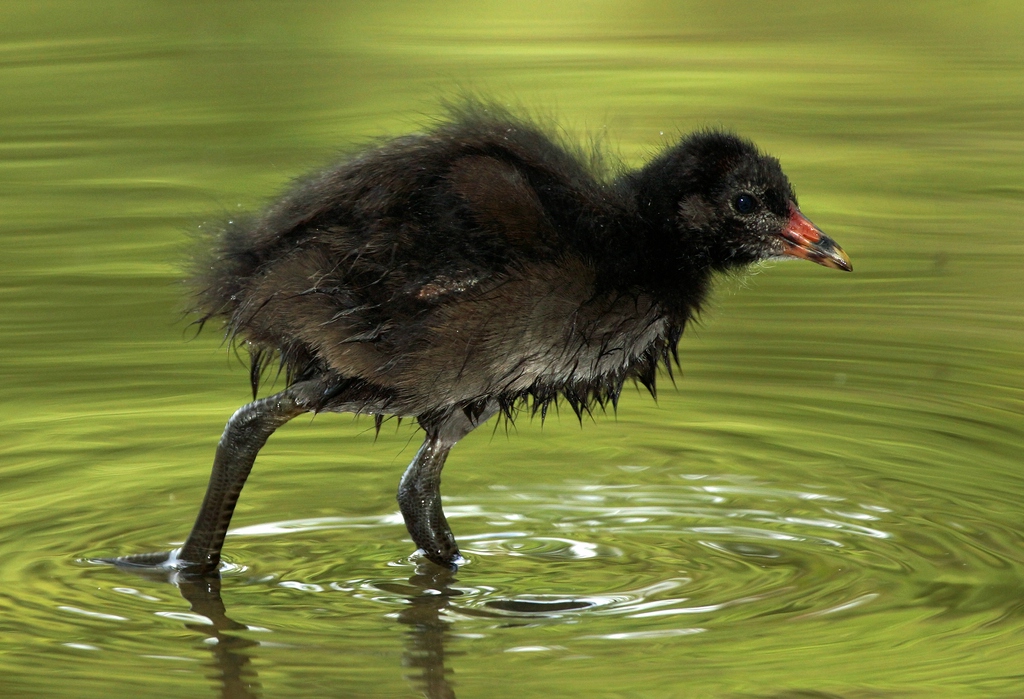 Ein Wasservogel