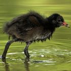 Ein Wasservogel