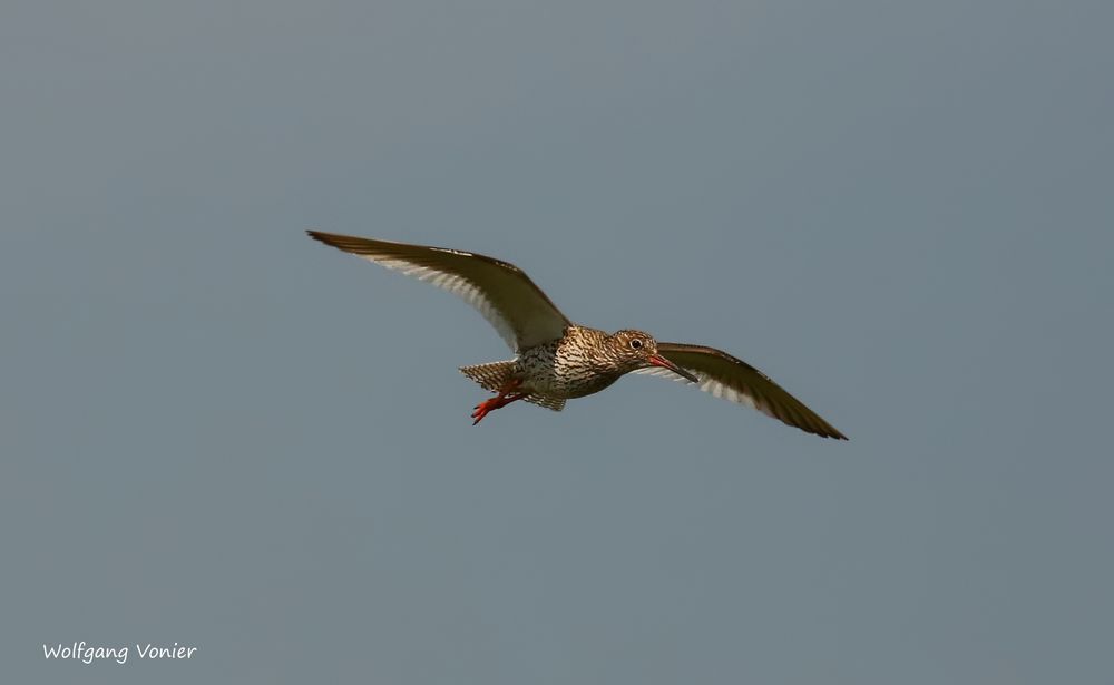 Ein Wattvogel auf Sylt