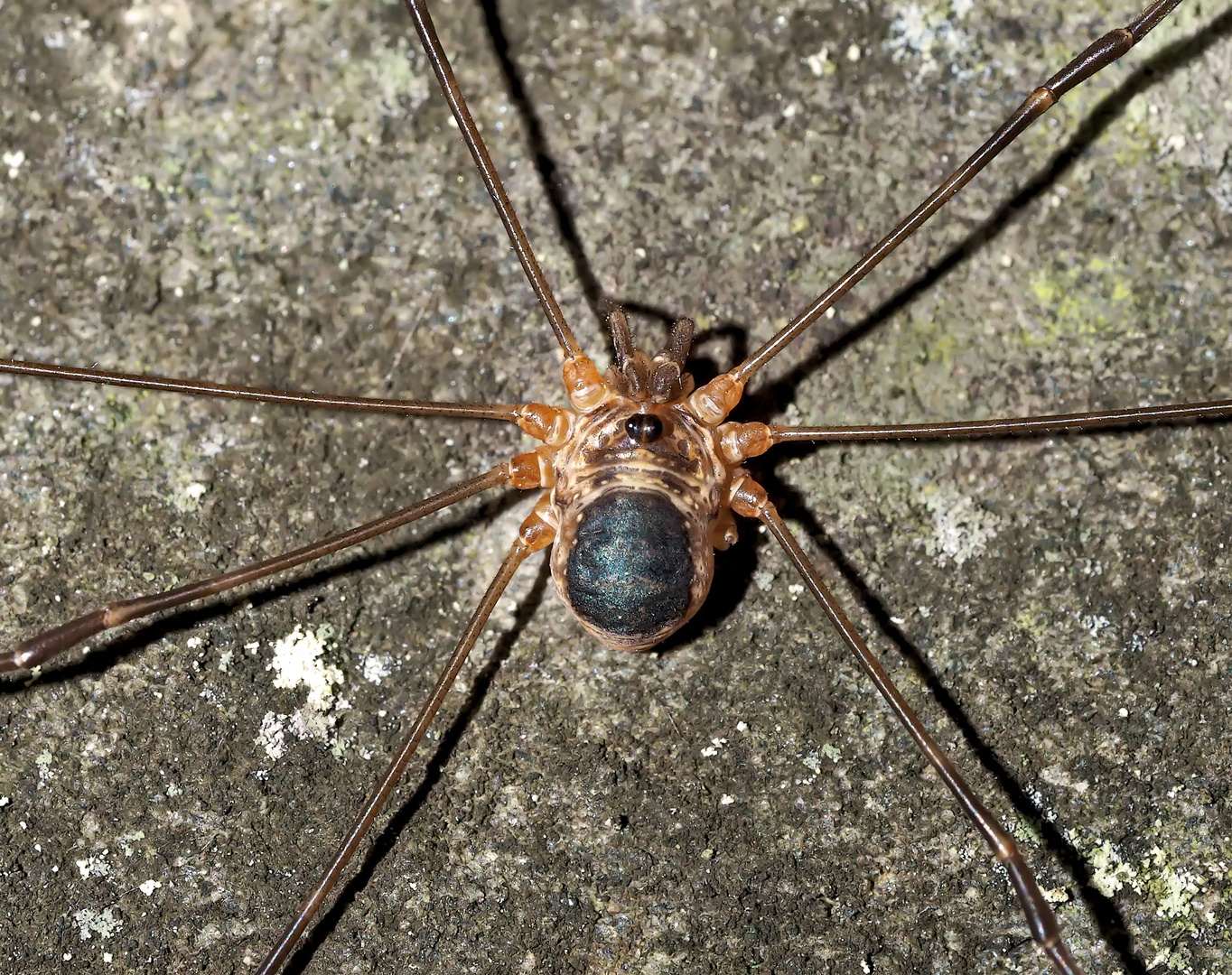 Ein Weberknecht: Höhlentier (Amilenus aurantiacus).* - L'Opilion, une araignée à longues pattes...