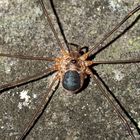Ein Weberknecht: Höhlentier (Amilenus aurantiacus).* - L'Opilion, une araignée à longues pattes...