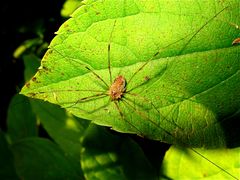 Ein Weberknecht (Ordnung Opiliones)