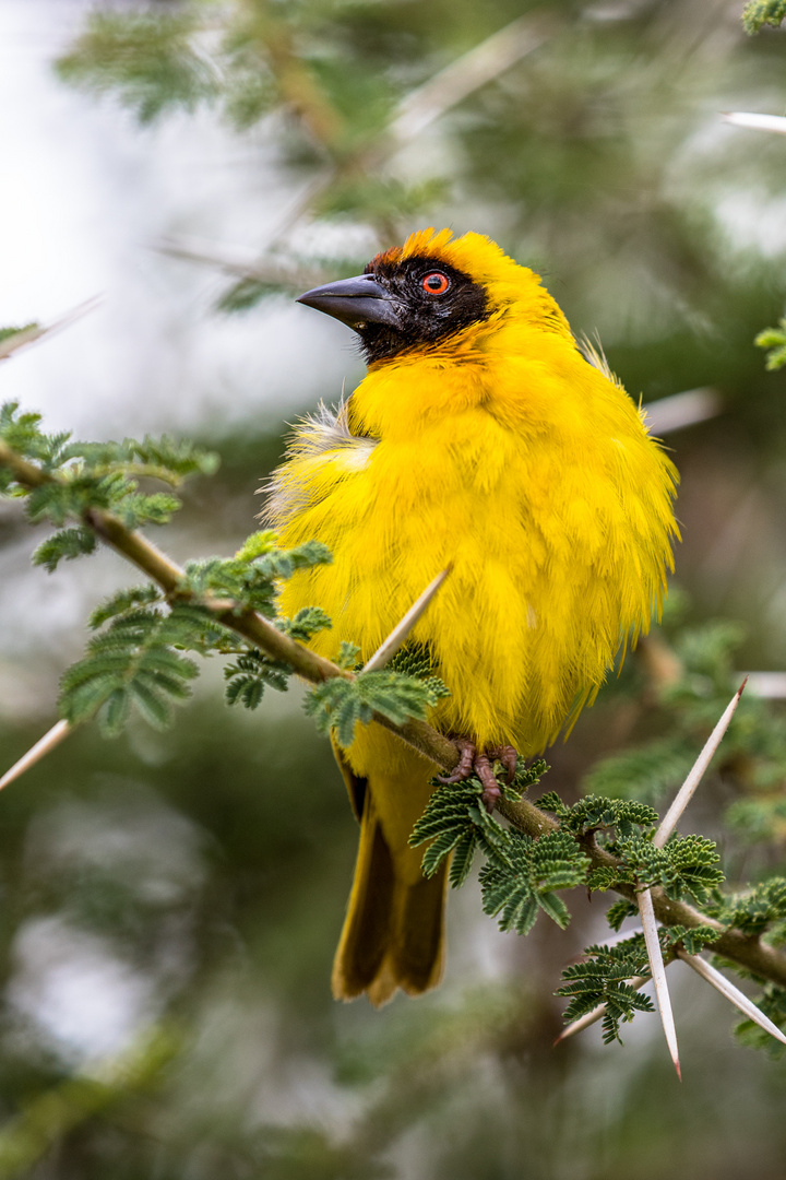 Ein Webervogel - ich glaube es ist ein Maskenweber